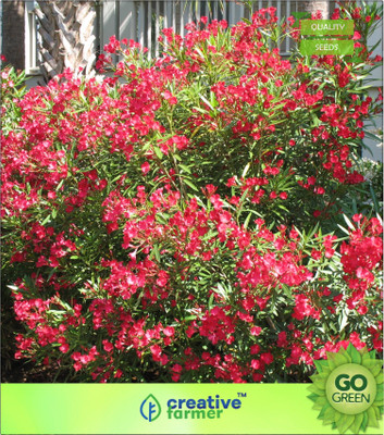 

Creative Farmer Kaner/Oleander - Large Glabrous, Evergreen, Woody Shrub Seed(20 per packet)