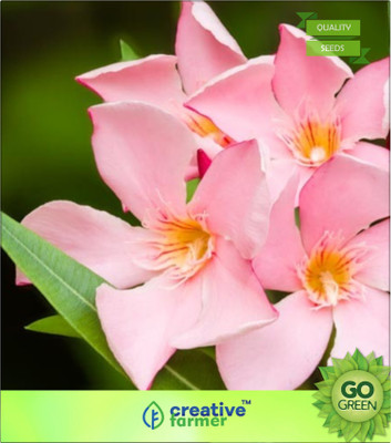 

Creative Farmer Kaneer Plant Seeds Seed(20 per packet)