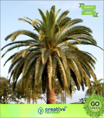 

Creative Farmer Date Palm Fruit Seeds Seed(20 per packet)