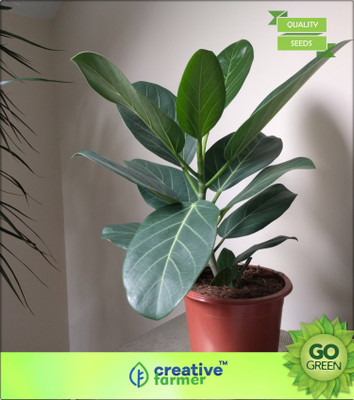 

Creative Farmer Indoor/Outdoor Plant Seeds Indian Banyan Seed(20 per packet)