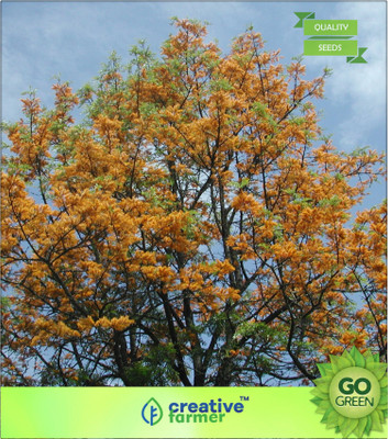 

Creative Farmer Grevillea Robusta - Tree Seeds - Silky Oak Silkoak Seed(20 per packet)