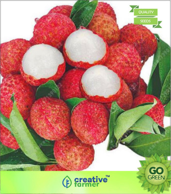 

Creative Farmer Lychee "Gift Of Nature" Seed(20 per packet)