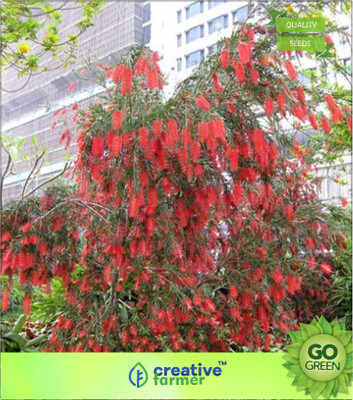 

Creative Farmer Lal Bottle Brush Seed(20 per packet)