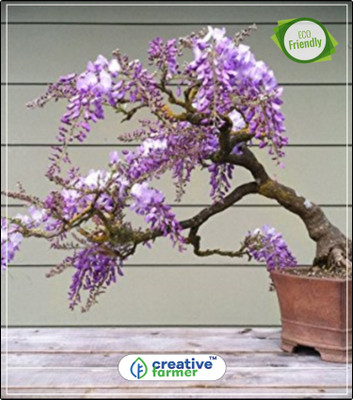 

Creative Farmer Blue Jacaranda Ornamental Tree Kitchen Garden Plant Seeds 10Indoor, Outdoor Kitchen Garden Plant Seeds Seed(10 per packet)