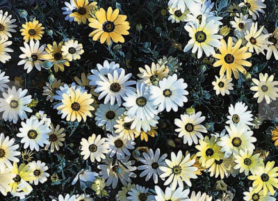 

ROSEMERC IMPORTED BEAUTIFULL AFRICAN daisy flower (20 per packet) Seed(20 per packet)