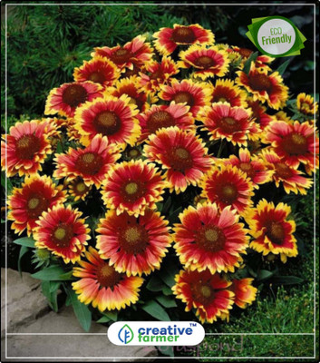 Creative Farmer blanket Flower Decorative Plants Kitchen Garden Plant Seeds 20Indoor, Outdoor Kitchen Garden Plant Seeds Seed(20 per packet) available at flipkart for Rs.144