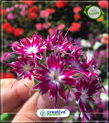 

Creative Farmer Phlox Farmer Mix Summer Flower Seeds For Gardening Kitchen Garden Plant Seeds 20Indoor, Outdoor Kitchen Garden Plant Seeds Seed(20 per packet)
