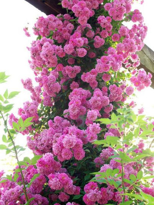 

VS GLOBAL imported beautifull pink climbing rose (50 per packet) Seed(50 per packet)
