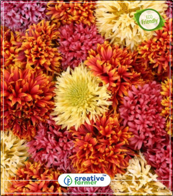 Creative Farmer Indian blanket Pulchella Flower Gardening Seeds All Season Kitchen Garden Plant Seeds 20Indoor, Outdoor Kitchen Garden Plant Seeds Seed(20 per packet) available at flipkart for Rs.144