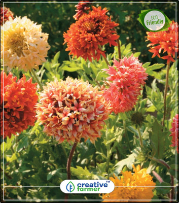 Creative Farmer Indian blanket Pulchella Flower Winter Seeds For Home Garden Kitchen Garden Plant Seeds 20Indoor, Outdoor Kitchen Garden Plant Seeds Seed(20 per packet) available at flipkart for Rs.144