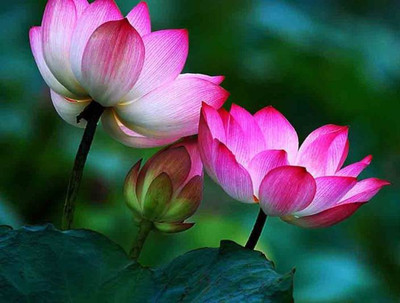 ROSEMERC imported lotus(21 per packet) Seed(21 per packet)