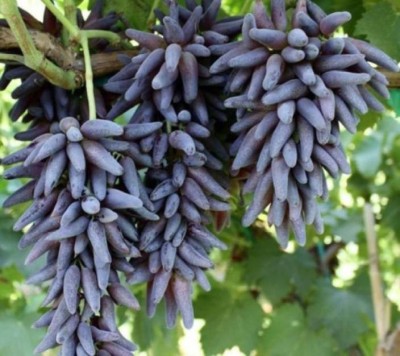 ROSEMERC imported black grape (50 per packet) Seed(50 per packet)