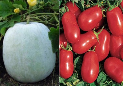 Airex Ash Gourd Mithai Petha and Tomato Roma VF Heirloom Seed (Pack of 20 Seed Ash Gourd Mithai Petha+ 20 Seed Tomato Roma VF Heirloom) Seed Seed(40 per packet)