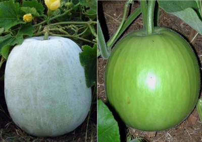 Airex Ash Gourd Mithai Petha and Round Bottle Gourd Seed (Pack of 15 Seed Ash Gourd Mithai Petha+ 15 Seed Round Bottle Gourd) Seed Seed(30 per packet) Airex Ash Gourd Mithai Petha and Round Bottle Gourd Seed (Pack of 15 Seed Ash Gourd Mithai Petha+ 15 Seed Round Bottle Gourd) Seed Seed(30 per packet)