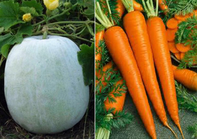 Airex Ash Gourd Mithai Petha and Carrot Improved Shin Kuroda Seed (Pack of 15 Seed Ash Gourd Mithai Petha+ 15 Seed Carrot Improved Shin Kuroda)Seed Seed(30 per packet) Airex Ash Gourd Mithai Petha and Carrot Improved Shin Kuroda Seed (Pack of 15 Seed Ash Gourd Mithai Petha+ 15 Seed Carrot Improved Shin Kuroda)Seed Seed(30 per packet)