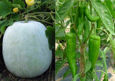 Airex Ash Gourd Mithai Petha and Chilli F1 Corno DI Torro Seed (Pack of 20 Seed Ash Gourd Mithai Petha+ 20 Seed Chilli F1 Corno DI Torro) Seed Seed(40 per packet)