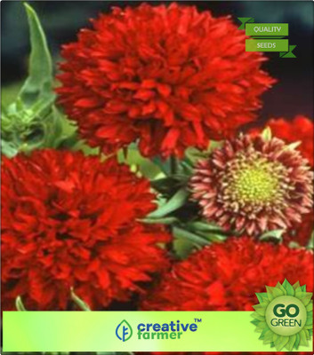 Creative Farmer blanket Flower Seed(20 per packet) available at flipkart for Rs.144