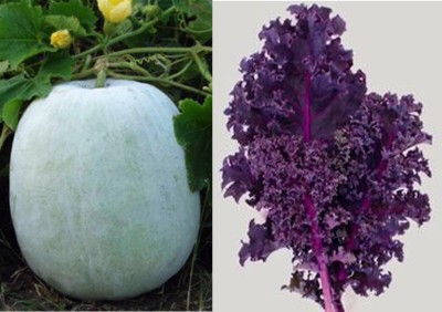 Airex Ash Gourd Mithai Petha and Grunkohl Kale Brassica Purple Seed (Pack of 15 Seed Ash Gourd Mithai Petha+ 15 Seed Grunkohl Kale Brassica Purple)Seed Seed(30 per packet)