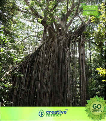 

Creative Farmer Ficus Infectoria - Kurugatti Seed(20 per packet)