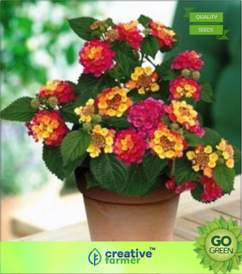 

Creative Farmer Lantana Vine / Climber Seed(20 per packet)