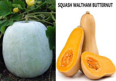 Airex Ash Gourd Mithai Petha and Squash Waltham Butternut Seed (Pack of 30 Seed Ash Gourd Mithai Petha+ 10 Seed Squash Waltham Butternut)Seed Seed(40 per packet) Airex Ash Gourd Mithai Petha and Squash Waltham Butternut Seed (Pack of 30 Seed Ash Gourd Mithai Petha+ 10 Seed Squash Waltham Butternut)Seed Seed(40 per packet)