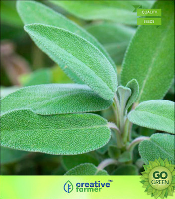 

Creative Farmer True Sage Seed(20 per packet)