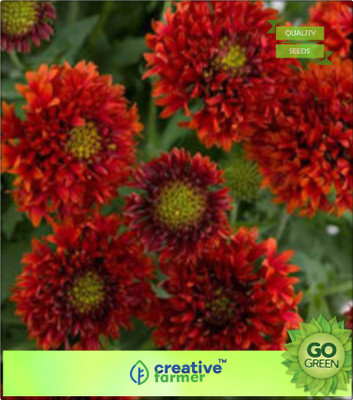 Creative Farmer Indian blanket Pulchella Flower Seed(20 per packet) available at flipkart for Rs.144