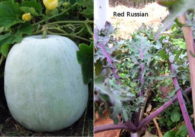 Airex Ash Gourd Mithai Petha and Kale Red Russian Seed (Pack of 15 Seed Ash Gourd Mithai Petha+ 15 Seed Kale Red Russian) Seed Seed(30 per packet)