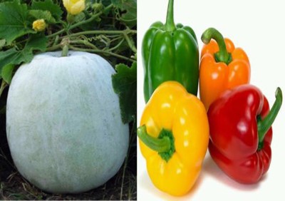Airex Ash Gourd Mithai Petha and Capsicum Mixed Seed (Pack of 25 Seed Ash Gourd Mithai Petha+ 25 Seed Capsicum Mixed Seed Seed(50 per packet) Airex Ash Gourd Mithai Petha and Capsicum Mixed Seed (Pack of 25 Seed Ash Gourd Mithai Petha+ 25 Seed Capsicum Mixed Seed Seed(50 per packet)
