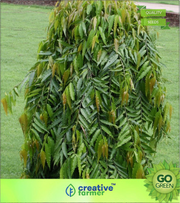 

Creative Farmer Buddha Tree Seed(20 per packet)