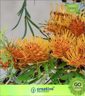 

Creative Farmer Perennial Evergreen Silky Oak Seed(20 per packet)