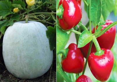 Airex Ash Gourd Mithai Petha and Chilli F1 Hybrid Red pearl Queen Seed (Pack of 20 Seed Ash Gourd Mithai Petha+ 20 Seed Chilli F1 Hybrid Red pearl Queen)Seed Seed(40 per packet)