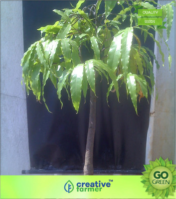 

Creative Farmer False Ashoka Native To India Seed(20 per packet)