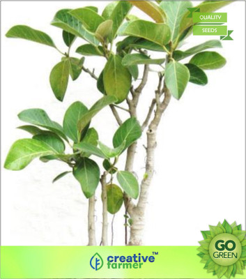 

Creative Farmer Banyan Tree Largest Trees In The World By Canopy Coverage Seed(20 per packet)
