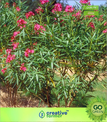 

Creative Farmer Nerium Oleander - Karabi, Karbbe, Karbee Tree Shrub Seed(20 per packet)