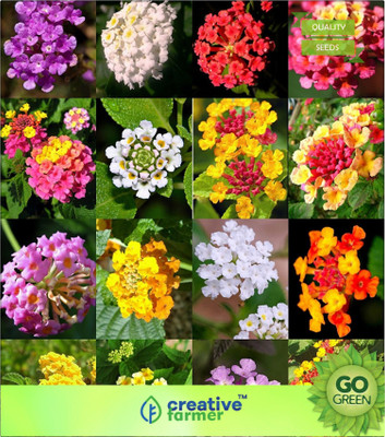 

Creative Farmer Lantana Mix Shrub Verbenas Butterfly Garden Flowers Seed(20 per packet)