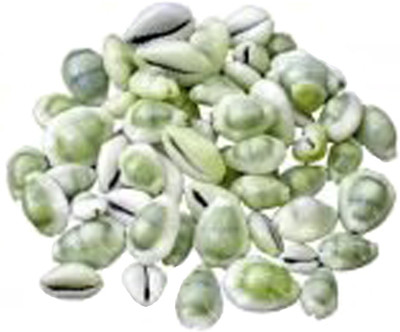 Kesar Zems Natural Yellow Kawry- Kawdi- Kaudi- Kowdi- Cowrie - Peeli Koudi - Pili Kodi - Yellow Cowry Shells - 11 pieces set Decorative Showpiece - 0.5 cm(Stone, Multicolor)