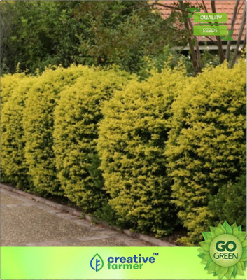 

Creative Farmer Golden Dewdrop Duranta Seed(20 per packet)