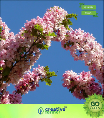

Creative Farmer Pink Mohur Seed(20 per packet)