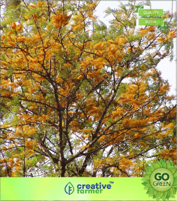 

Creative Farmer Shade Tree Silky Oak Seed(20 per packet)