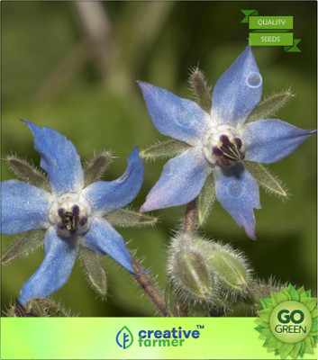 

Creative Farmer Common Borage Herb Plant (Borago Officinalis) Seed(20 per packet)