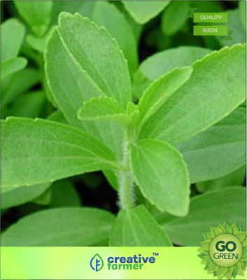 

Creative Farmer Container Sage Seed(20 per packet)