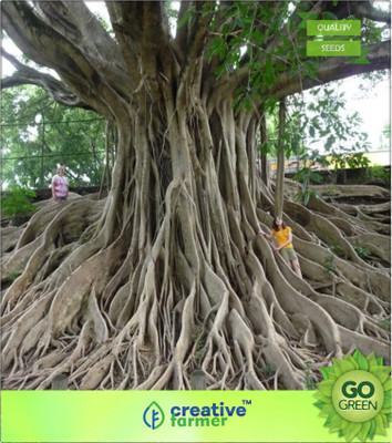 

Creative Farmer White Fig - Large Strangling Fig Seed(20 per packet)