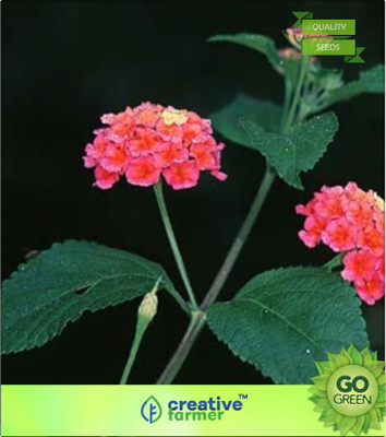 

Creative Farmer Lantana Camara -Raimuniya Seed(20 per packet)