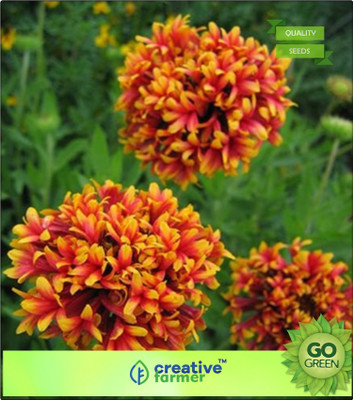 Creative Farmer Indian blanket Pulchella Flower Seed(20 per packet) available at flipkart for Rs.144