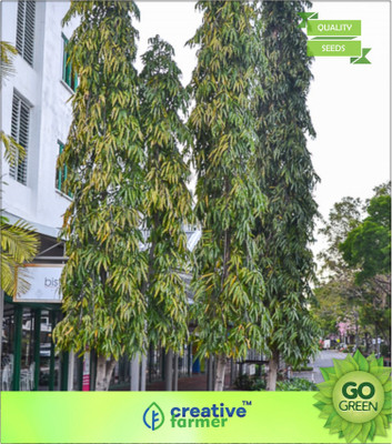 

Creative Farmer Polyalthia Longifolia Pendula Seed(20 per packet)