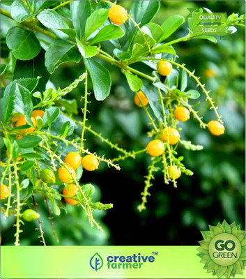 

Creative Farmer Brazilian Sky Flower Seed(20 per packet)