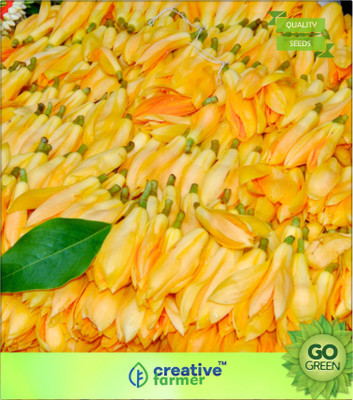 

Creative Farmer Michelia Champangi Seed(20 per packet)