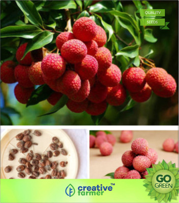

Creative Farmer Lychee Litchi Subtropical Seasonal Fruit Tree Seeds Seed(20 per packet)