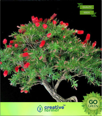 

Creative Farmer Australian Bottle Brush Ornamental Plant Seed(20 per packet)